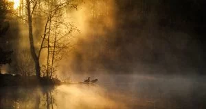birds_forest-640