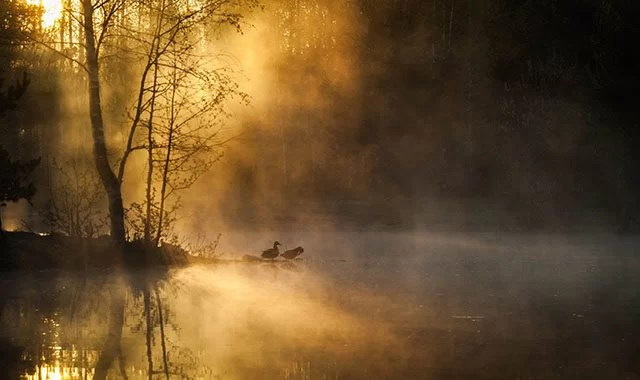 birds_forest-640