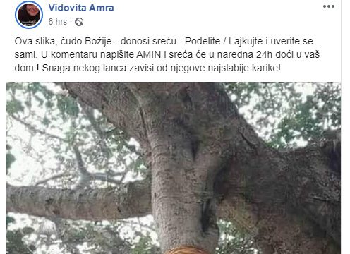 Drvo, vidovita Amra
