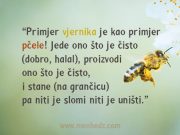 Pčela kao primjer vjernicima vjernik je kao pcela