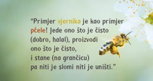 vjernik je kao pcela