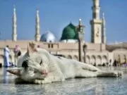 Prava životinja u islamu