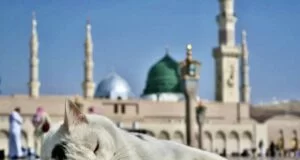 Prava životinja u islamu