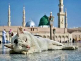 Prava životinja u islamu