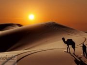 Islamske teme putovanje kamila