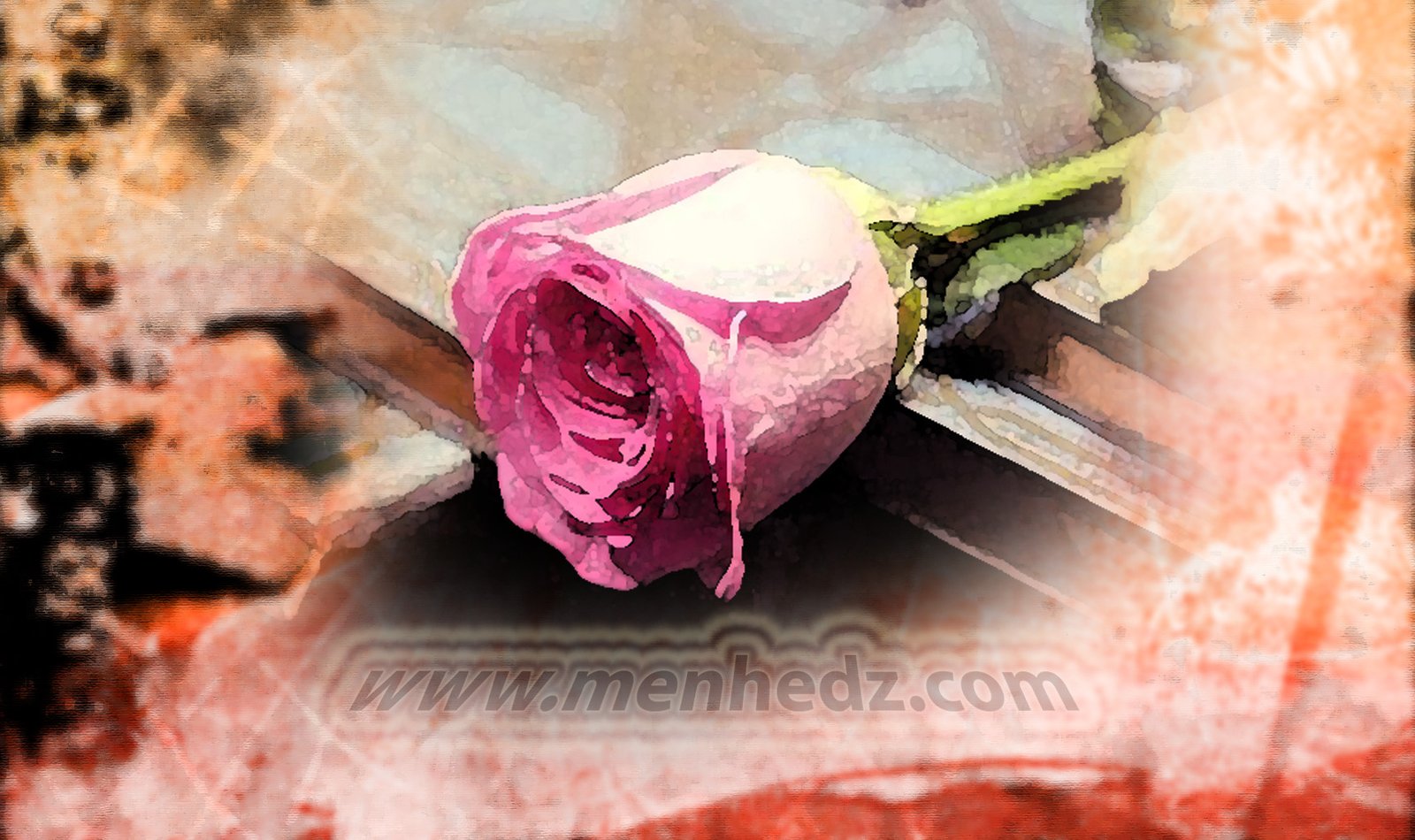 islamski brak, ruža