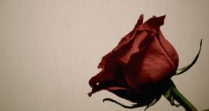 brak,ruža, cvijet